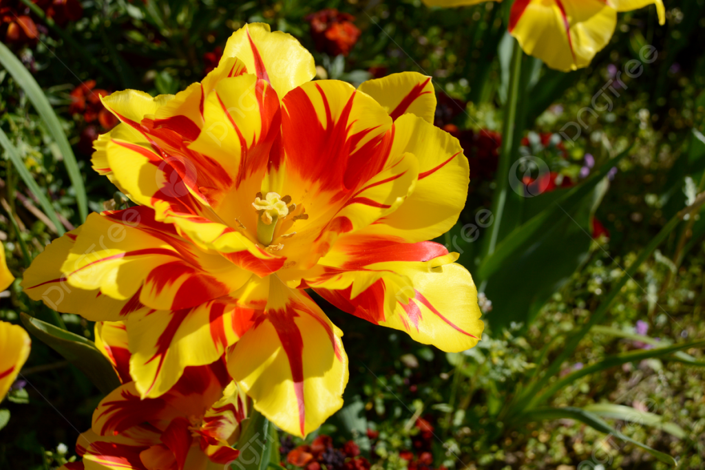 hoa Tulip Monsella
