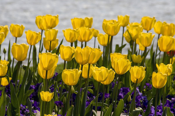 Ý Nghĩa Hoa Tulip Vàng