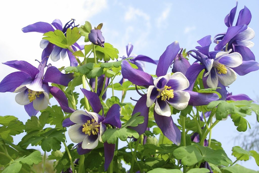 Nguồn gốc và đặc điểm của Hoa Bồ Câu