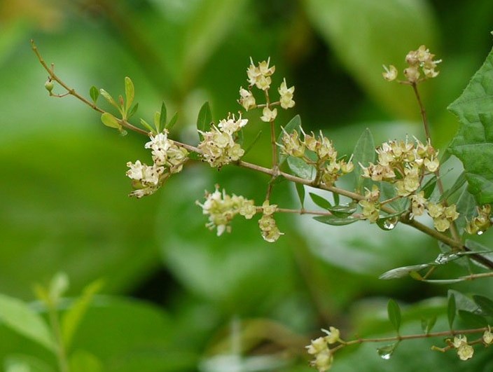 Tác dụng của cây Móng Tay