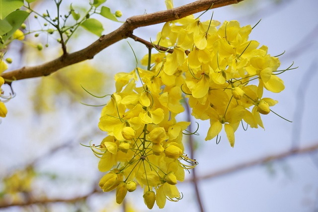 Hoa bọ cạp vàng