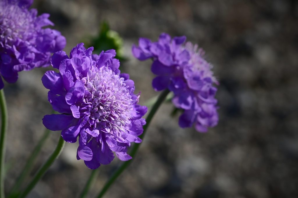 hoa bồ câu màu tím