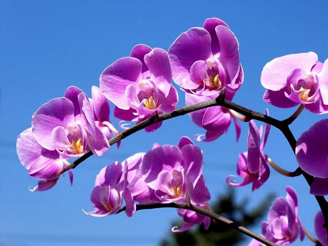 Hoa phong lan - Tên Các Loài Hoa Đẹp và Ý Nghĩa