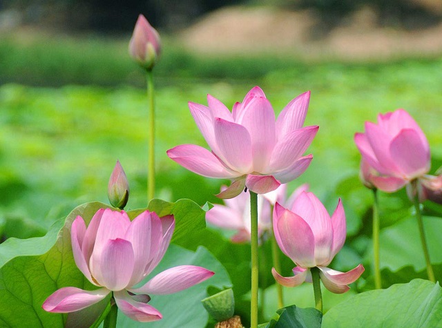 Đừng làm thế - Tên Các Loài Hoa Đẹp và Ý Nghĩa