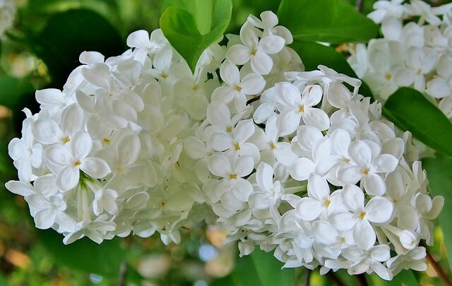 Hoa tử đinh hương - Tên Các Loài Hoa Đẹp và Ý Nghĩa