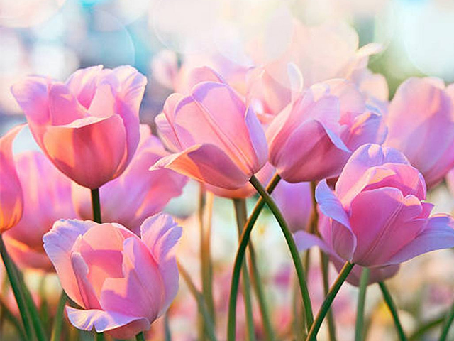 Hoa tulip
